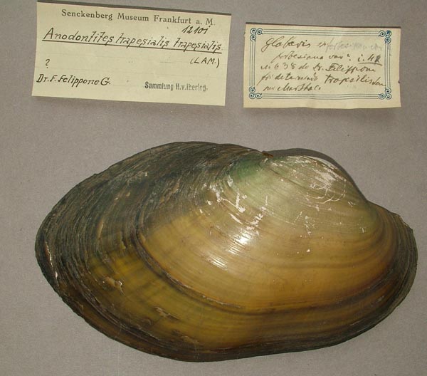 specimen