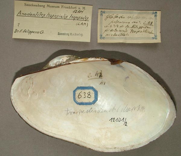 specimen