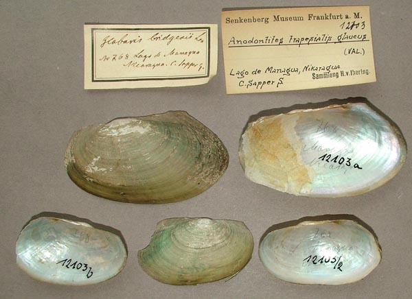 specimen
