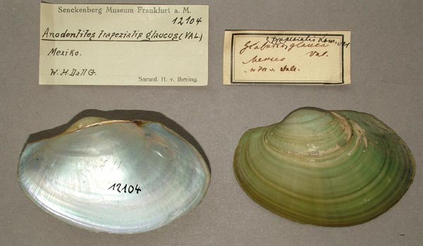 specimen