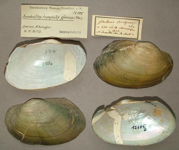 specimen