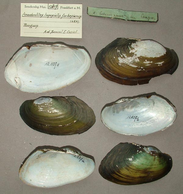 specimen