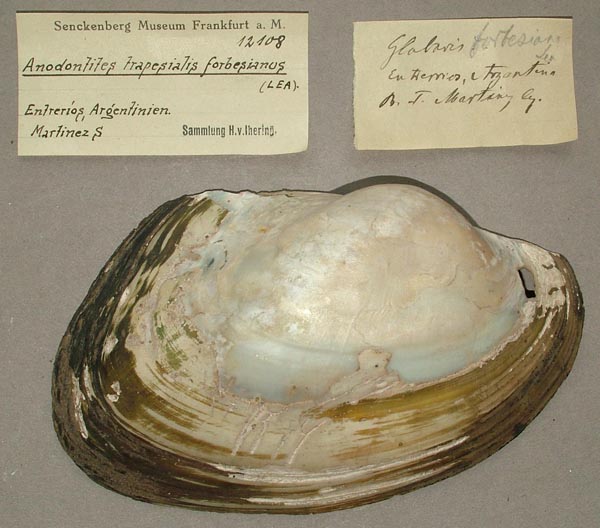 specimen