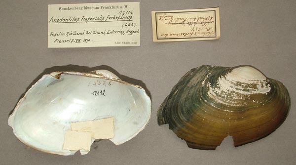 specimen