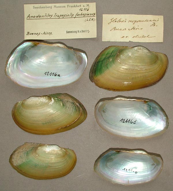 specimen