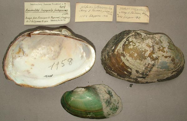 specimen