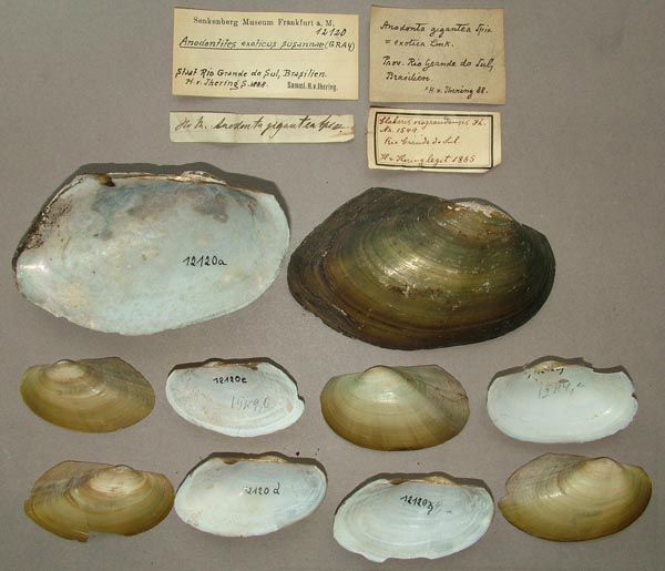 specimen
