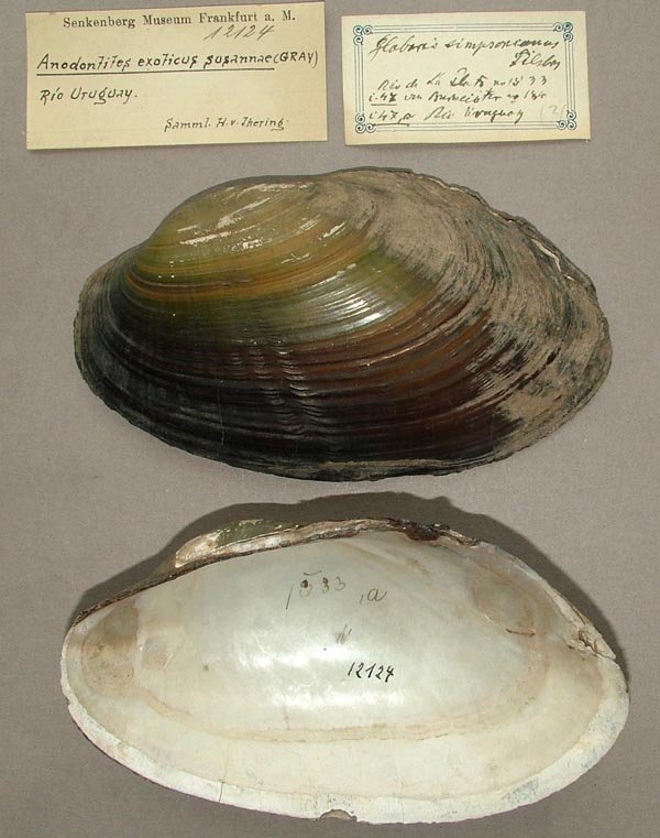 specimen