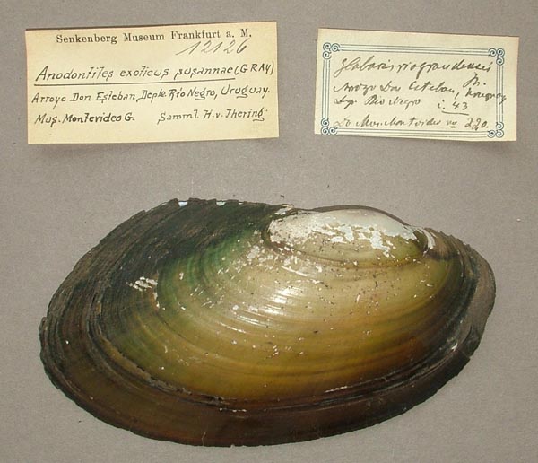 specimen