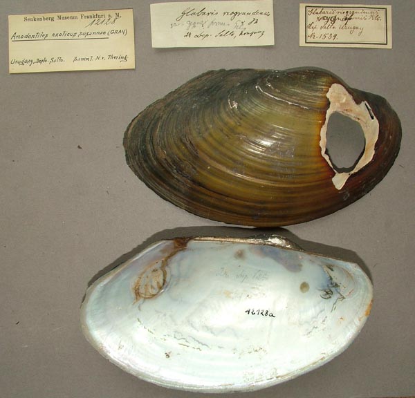 specimen
