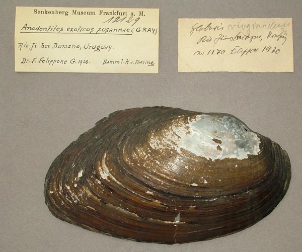 specimen