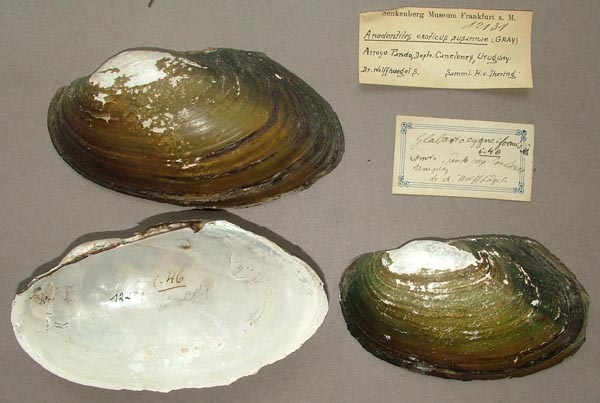 specimen