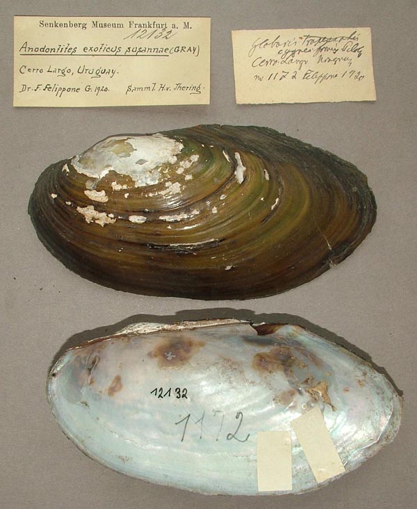 specimen