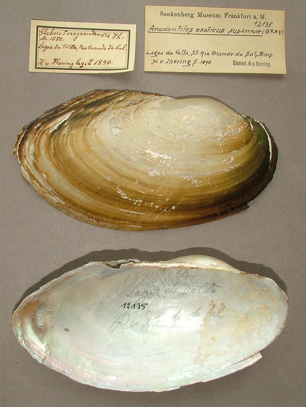 specimen