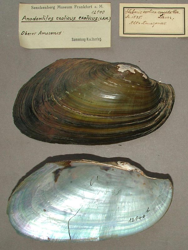 specimen
