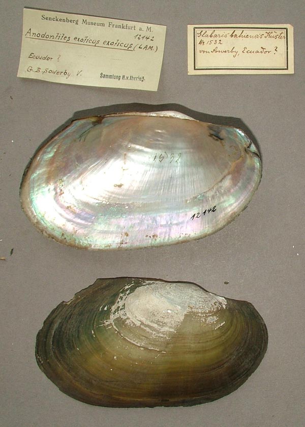 specimen