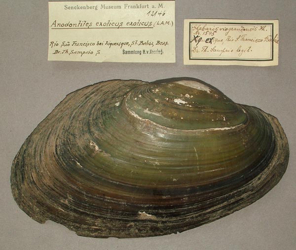 specimen