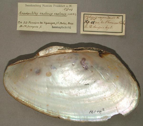 specimen