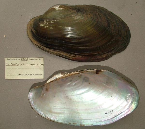 specimen