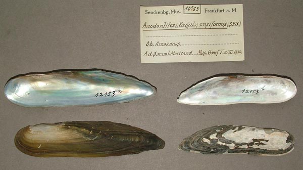 specimen