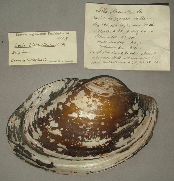 specimen
