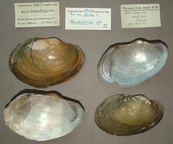 specimen