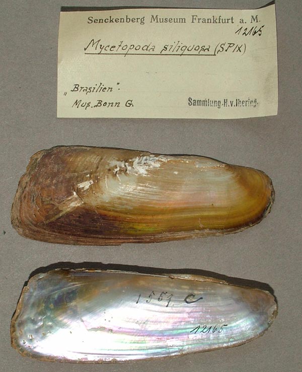 specimen