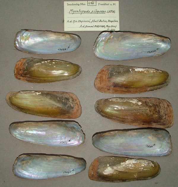 specimen