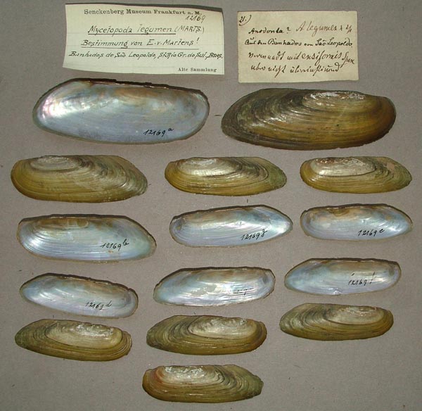 specimen