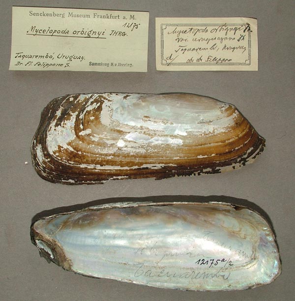 specimen