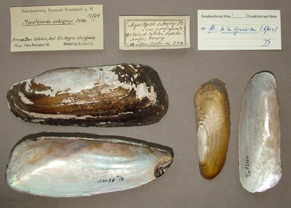 specimen