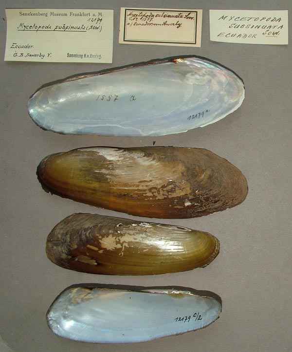specimen