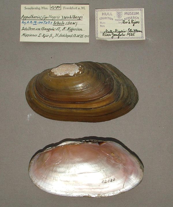 specimen
