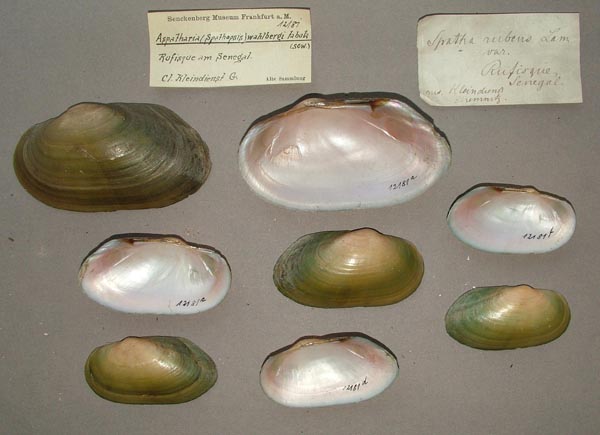 specimen