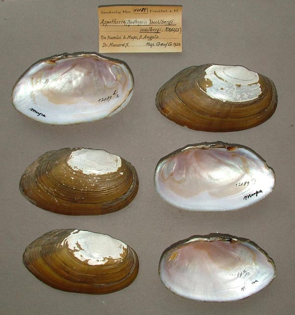 image of lot SMF_12189 image of lot SMF_12189