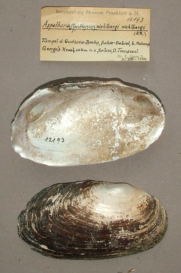 specimen