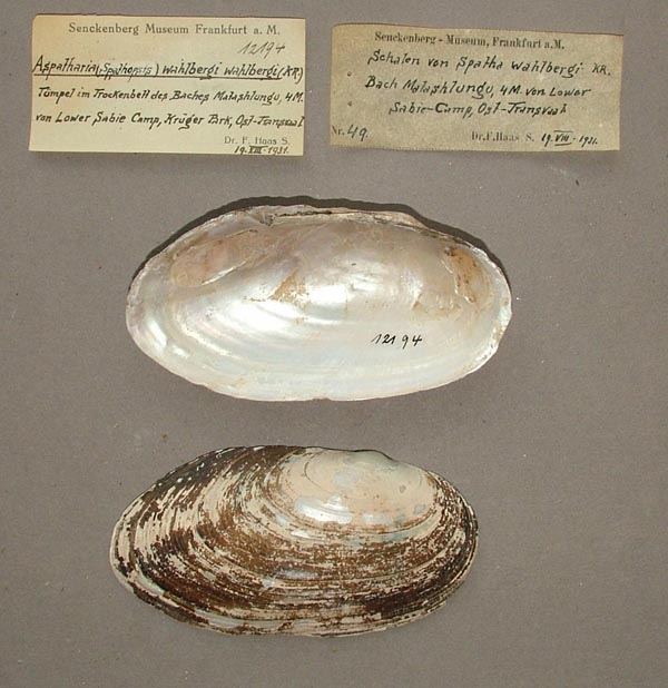 specimen
