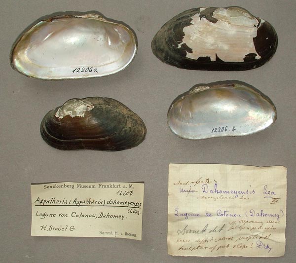 specimen