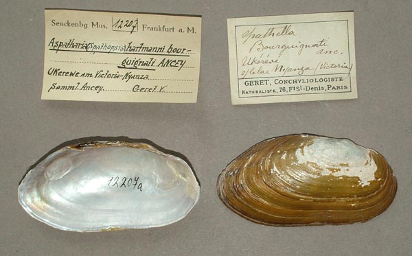 specimen