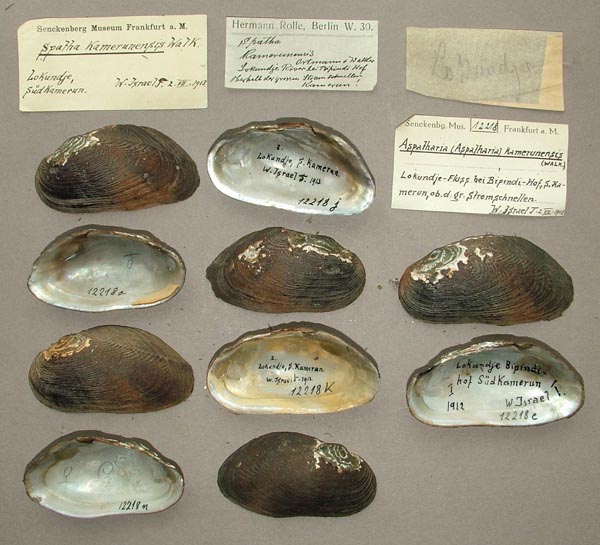 specimen
