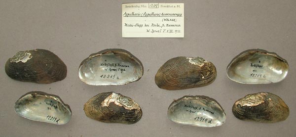 specimen