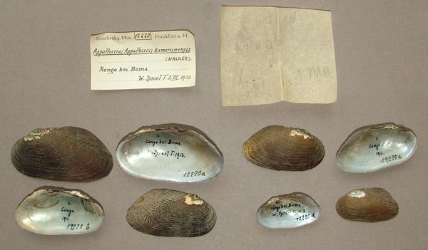 specimen