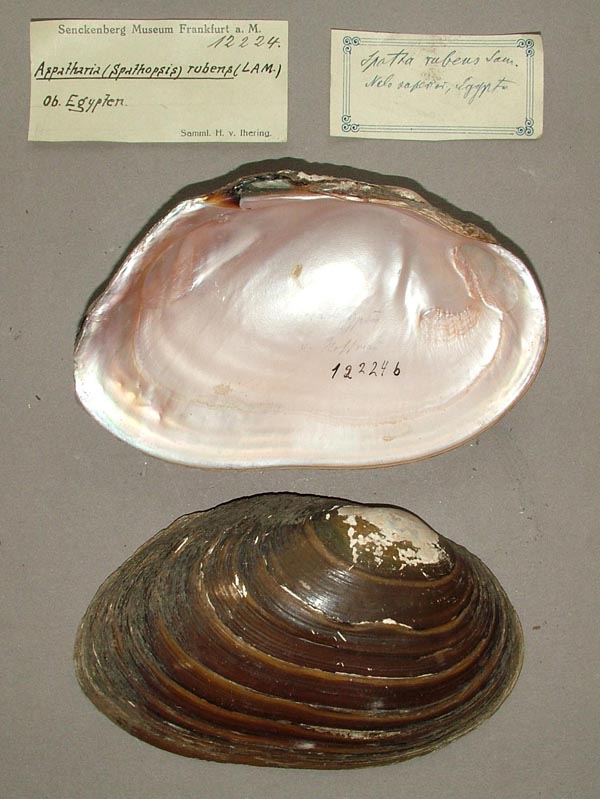 specimen