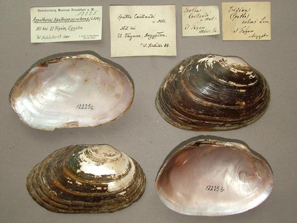 specimen