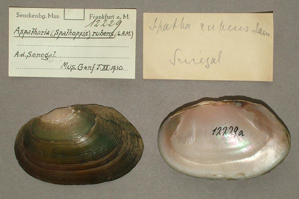 specimen