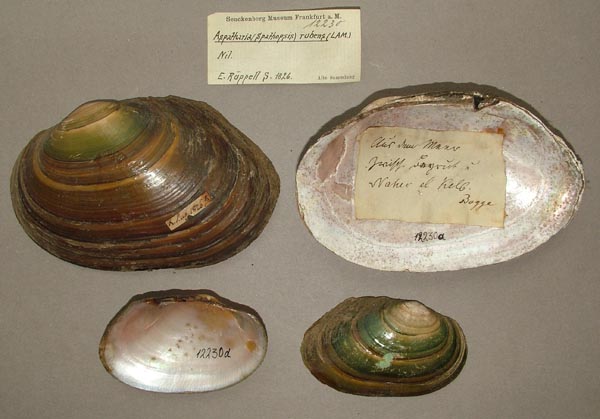 specimen
