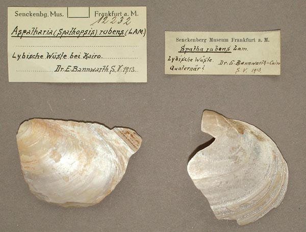 specimen
