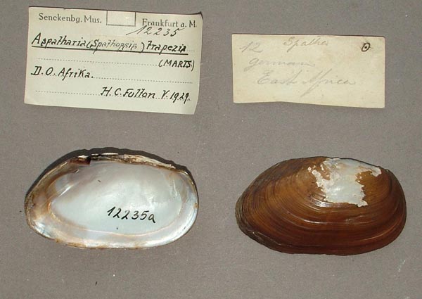 specimen