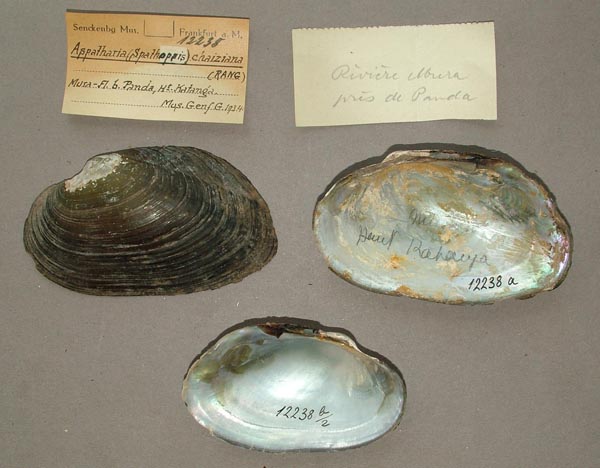 specimen