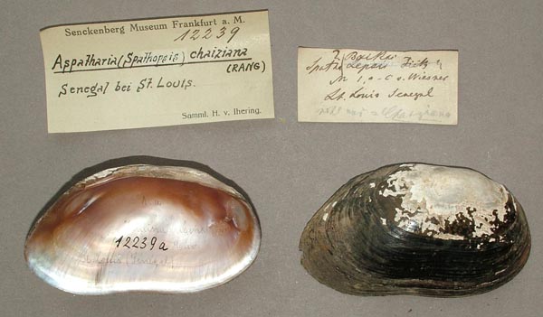 specimen